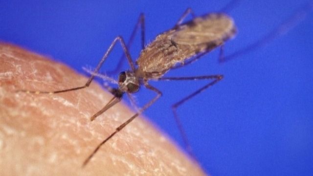 El parásito de la malaria puede tener la clave contra el cáncer de vejiga
