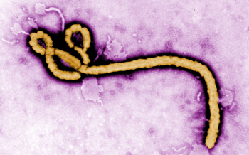 El culebrón del ébola