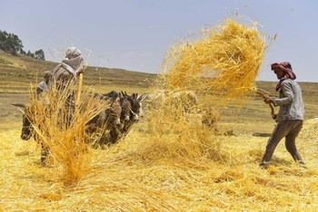 EIB y Programa Mundial de Alimentos amplían seguro climático para agricultores etíopes
