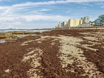 CSIC presenta Rugu•Map, app para monitorear alga invasora