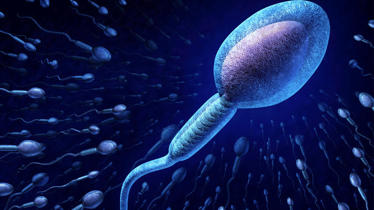 vida de espermatozoide