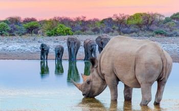Declive de megaherbívoros africanos por baja especiación de nuevas especies