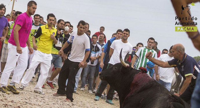 Anulan la autorización del Toro de la Vega 2014 y condenan a la Junta y al Ayuntamiento de Tordesillas